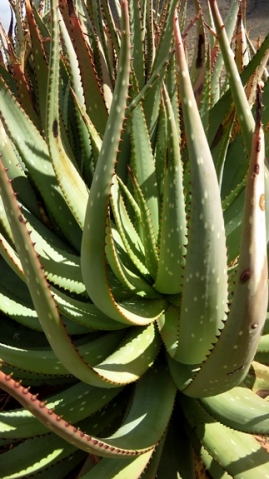 Aloe khamiesensis leaf spots