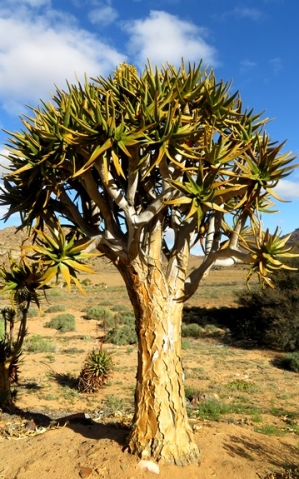 Aloidendron dichotomum, a tree of substance