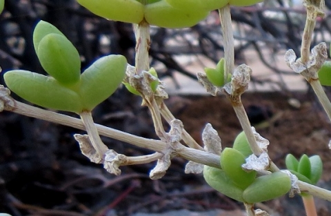 Amphibolia rupis-arcuatae