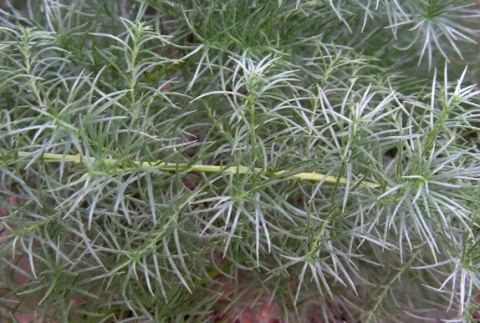 Asparagus juniperoides leafy stems