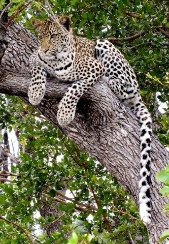 Leopard resting but interested