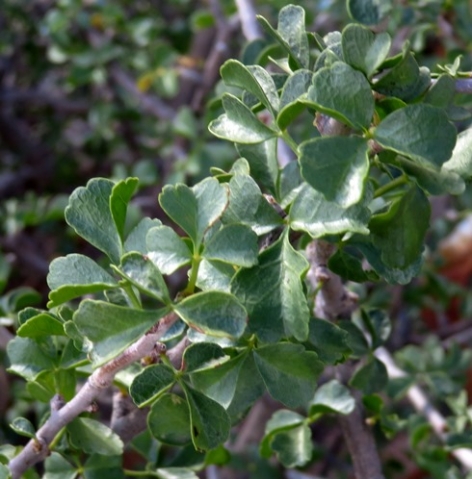 Commiphora capensis leaves