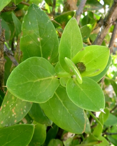 Didelta spinosa leaves