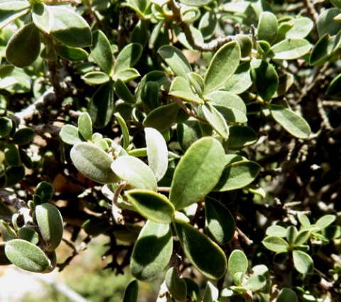 Diospyros ramulosa leaves
