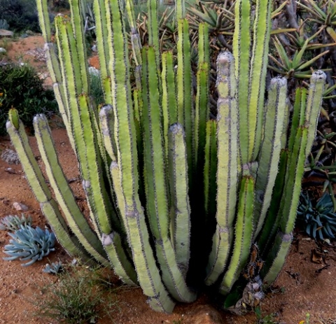 Euphorbia avasmontana var. avasmontana