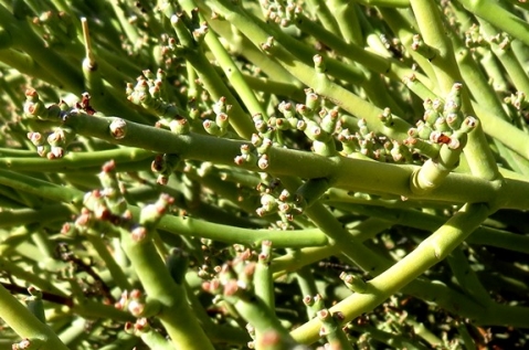 Euphorbia rhombifolia stems