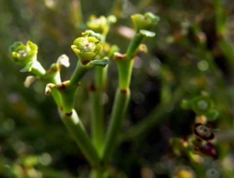 Euphorbia ephedroides flowers