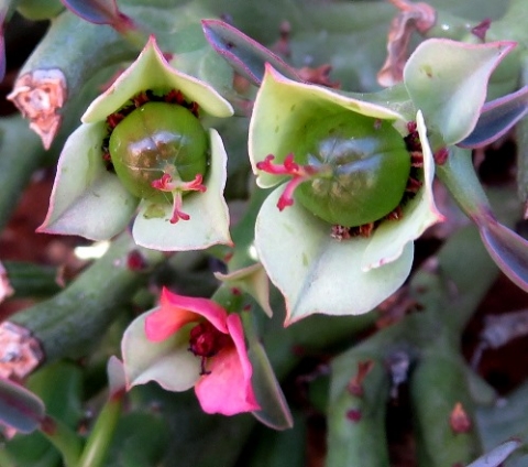 Euphorbia hamata flowers at different stages