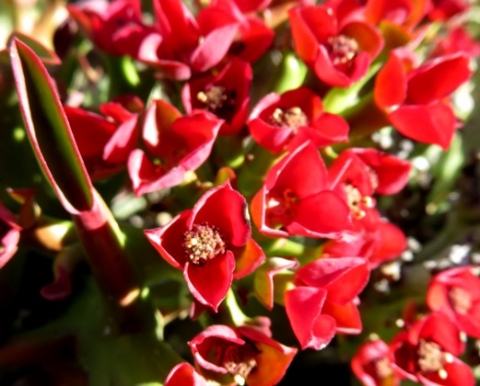 Euphorbia hamata male cyathia