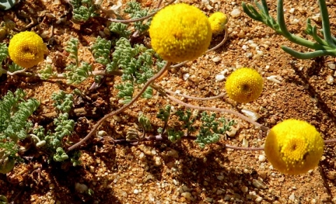 Foveolina dichotoma flowering