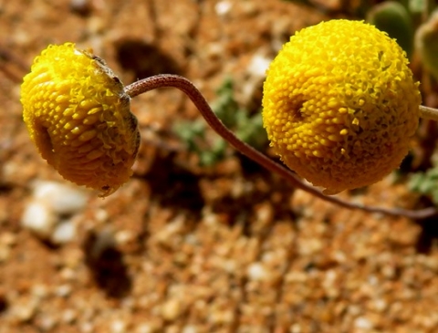 Foveolina dichotoma flowerheads close-up