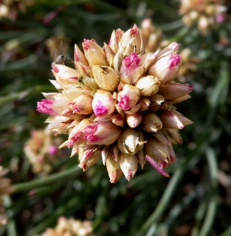 Hermbstaedtia glauca flowerhead