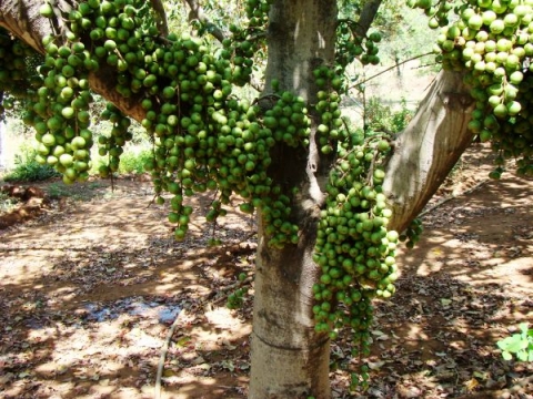 Ficus sur green fruit
