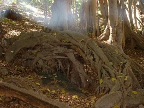 Ficus sur uncovered roots