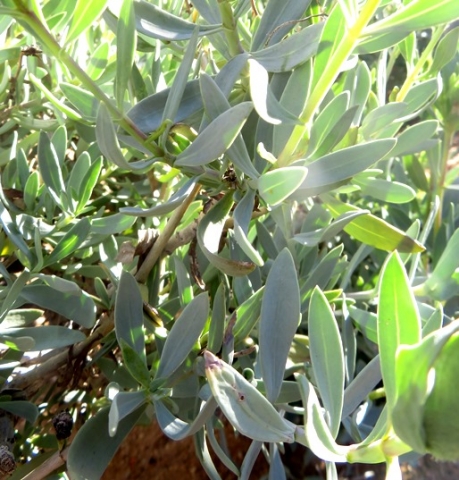 Osteospermum oppositifolium soft branches