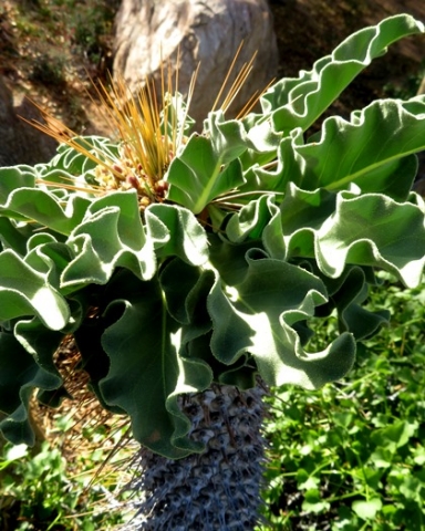 Pachypodium namaquanum leaves