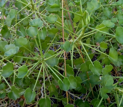 Pelargonium desertorum long-stalked leaves