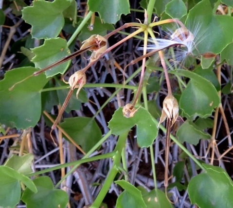 Pelargonium desertorum fruit ripening