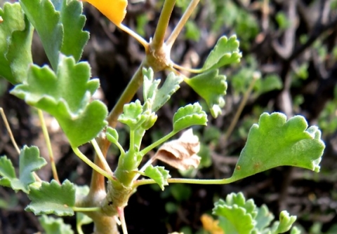 Pelargonium desertorum stem-tip