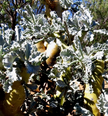 Pelargonium klinghardtense, dikstingelmalva