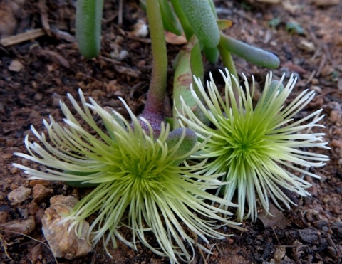 Mesembryanthemum prasinum