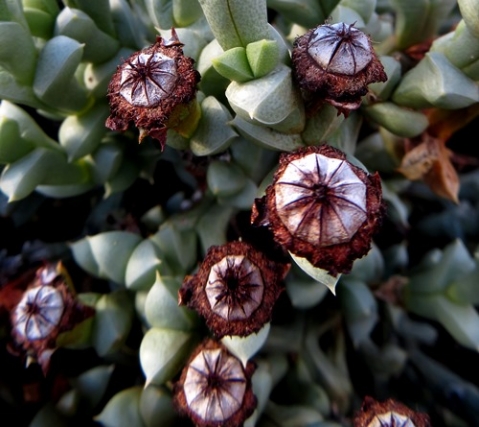 Schlechteranthus albiflorus capsules