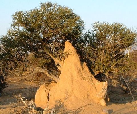 Boscia foetida subsp. rehmanniana in a termite mound