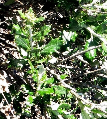 Berkheya fruticosa