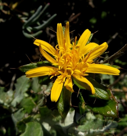 Berkheya fruticosa flowerhead