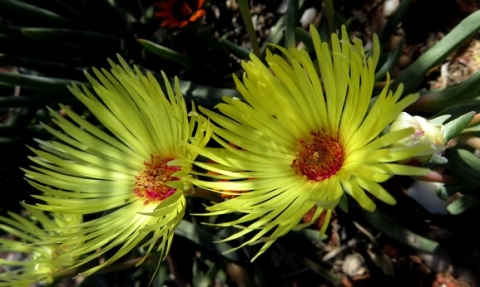 Cephalophyllum pillansii flowers