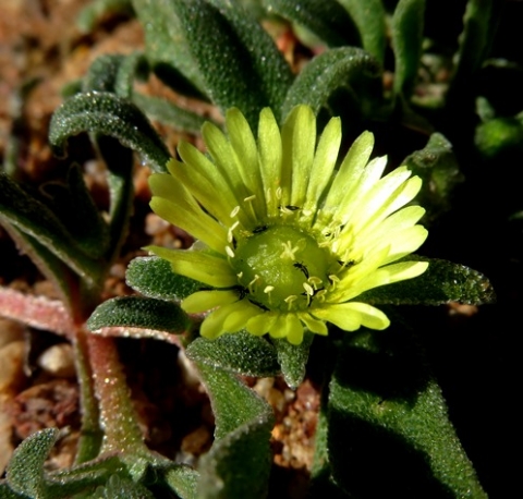 Cleretum papulosum flower