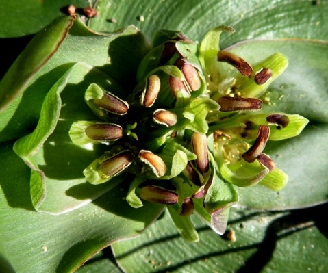 Colchicum scabromarginatum inflorescence