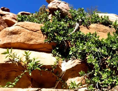 Ficus ilicina rock-climbing