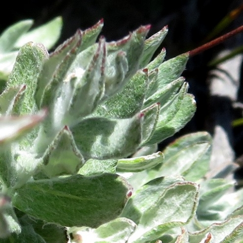 Helichrysum hebelepis stem-tip leaves