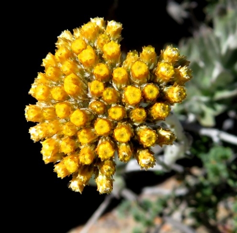 Helichrysum hebelepis many flowerheads