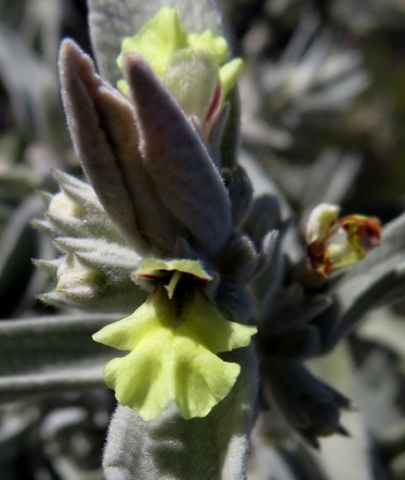 Stachys rugosa flower