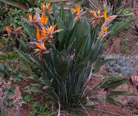 Strelitzia reginae has beaten botanical xenophobia