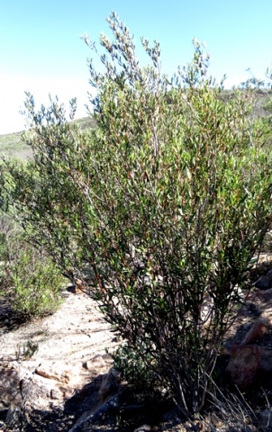 Phylica oleifolia shrub