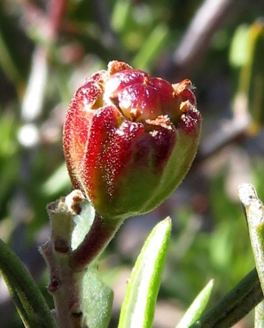 Phylica oleifolia young fruit
