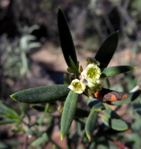 Phylica oleifolia flowers