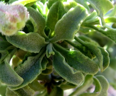 Salvia dentata leaf surfaces