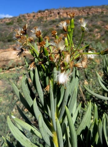 Senecio sarcoides shortly after flowering