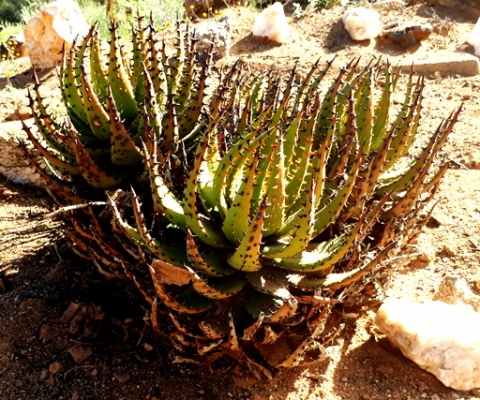 Aloe melanacantha, the goree 