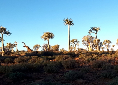 The tree aloes