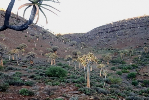 Home of tree aloes