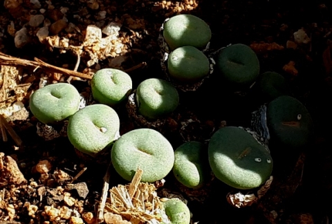 Conophytum leaves, maybe flavum