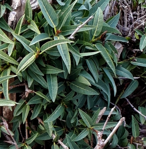 Ficus cordata subsp. cordata leaves