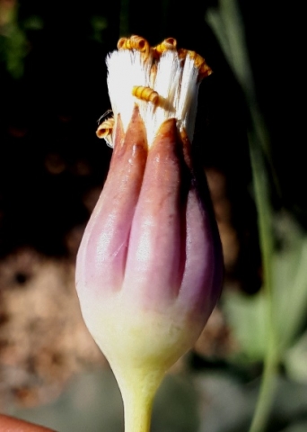 Othonna macrophylla clasping fingers