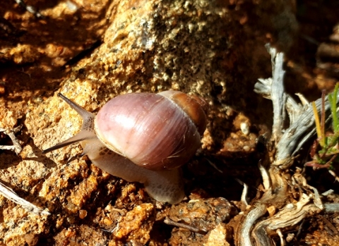 Snail on the move