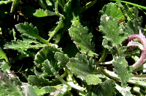 Arctotis acaulis leaves